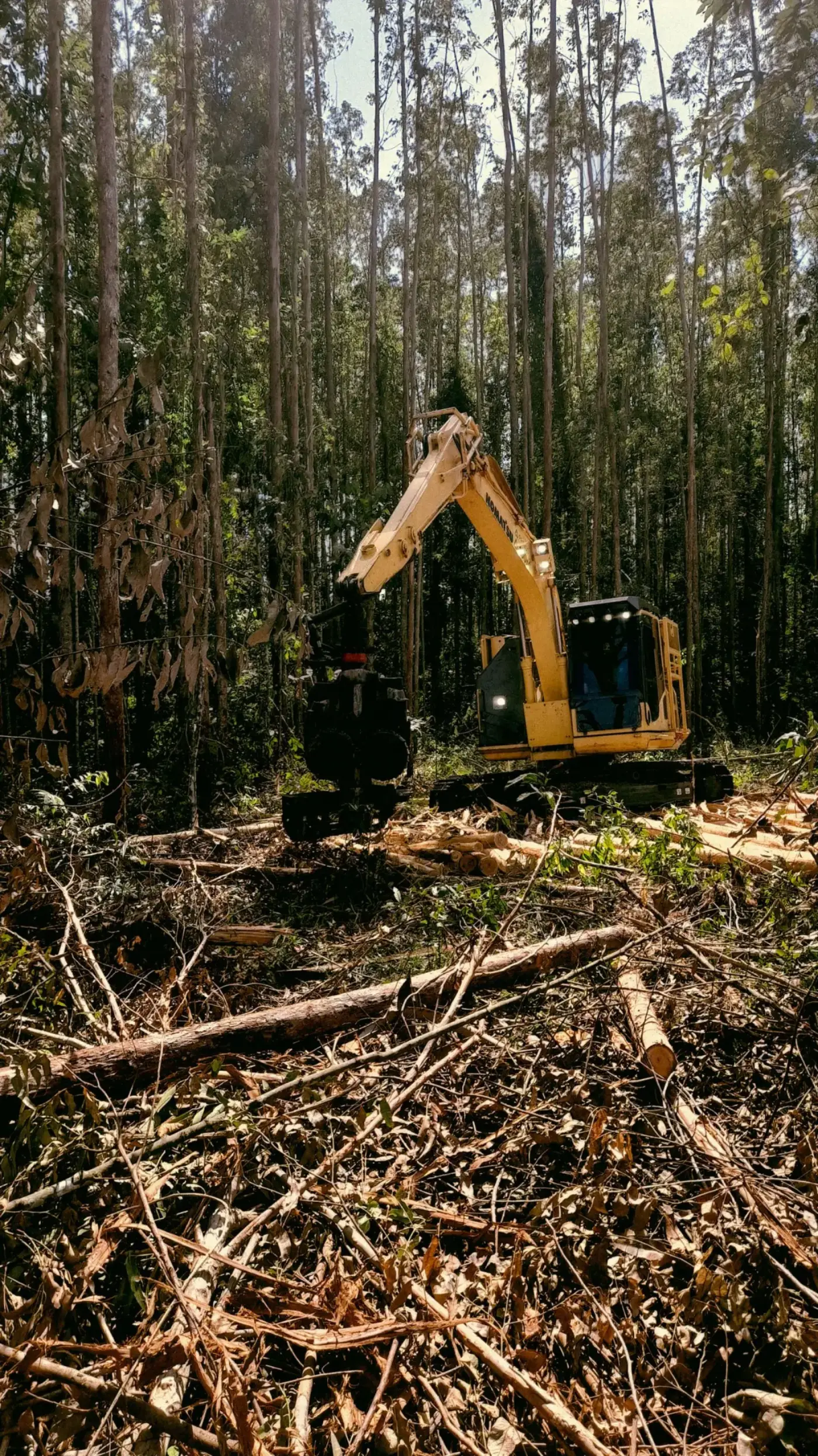 Land Clearing work-scene stock image for Jacksonville planning